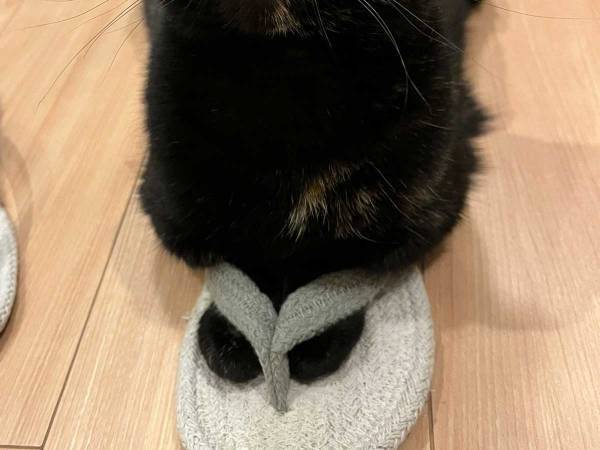 「スリッパ、この履き方で合ってる？」　１枚の写真に人々が悶絶　「可愛さが百億点」