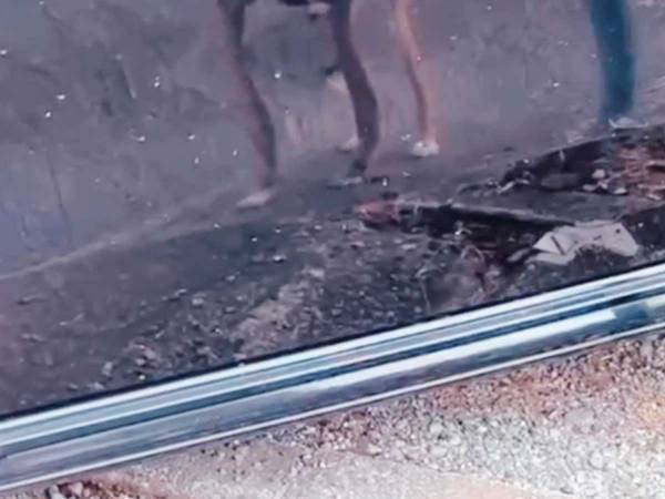 散歩中の犬が車にうつる自分に釘付け！　その理由に「かわいすぎる！」の声続々