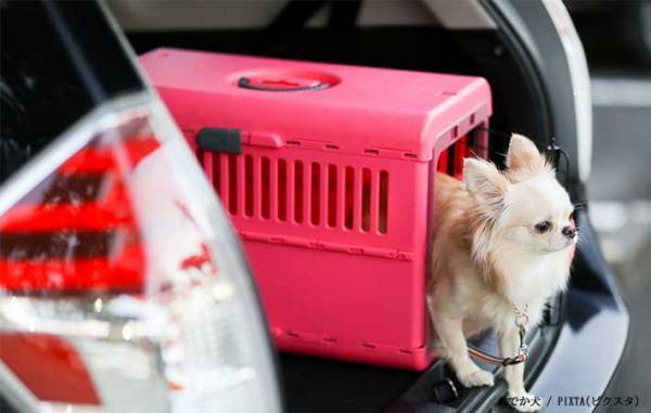 ペットと安全なドライブをするために　乗車時に気を付けるのは…？