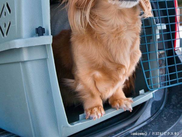 ペットと安全なドライブをするために　乗車時に気を付けるのは…？