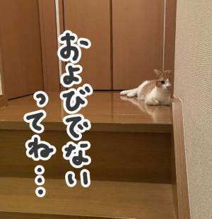 「今日に限って静かだな」　いつもうるさい猫　家中を探し回った結果…