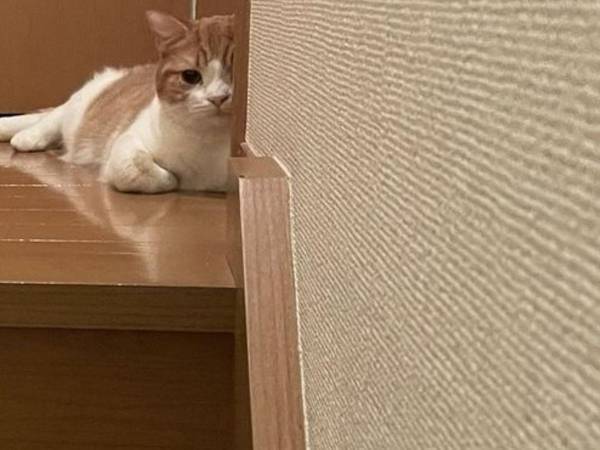 「今日に限って静かだな」　いつもうるさい猫　家中を探し回った結果…