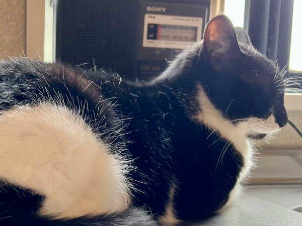 「うちのおにぎりの『おにぎり』を見てほしい」　どういうことかというと？