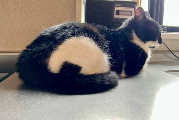 「うちのおにぎりの『おにぎり』を見てほしい」　どういうことかというと？