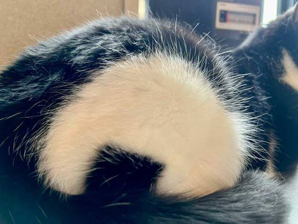 「うちのおにぎりの『おにぎり』を見てほしい」　どういうことかというと？