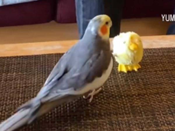 ベースを弾く男性に合わせて、歌っているのは…！？　「史上最高のフリースタイル」