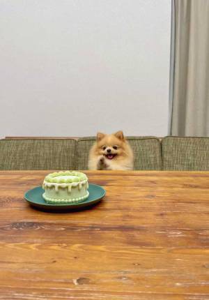 誕生日を迎えたポメラニアン　お祝いのケーキを前にとった行動とは