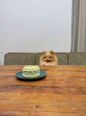 誕生日を迎えたポメラニアン　お祝いのケーキを前にとった行動とは
