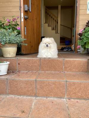 玄関に現れた白いかたまり　「福を呼びそう」「浄化された」その正体とは…？