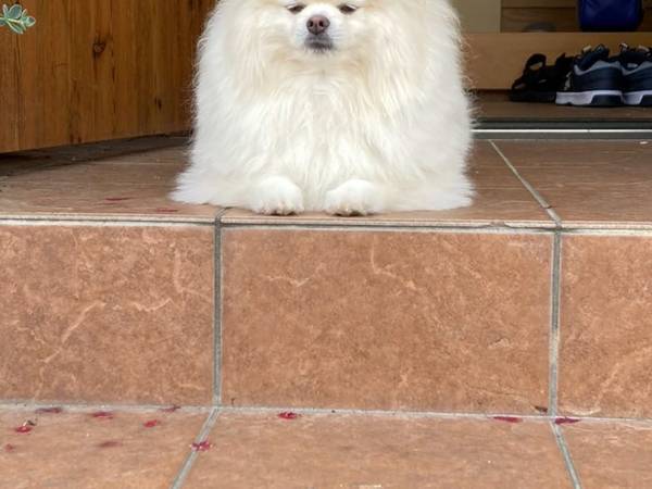 玄関に現れた白いかたまり　「福を呼びそう」「浄化された」その正体とは…？