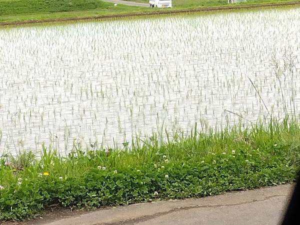 なぜか、軽トラが可愛く見えてくる！？　１３万人が錯覚した１枚がコチラ