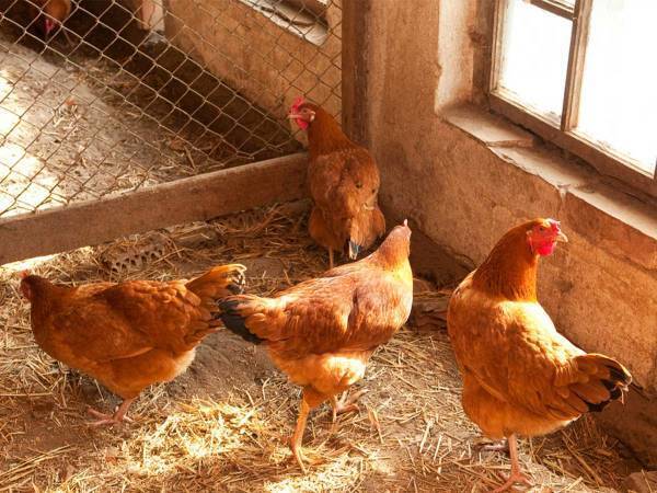 ニワトリの卵を取りに行った女性　鶏小屋で生まれていた『もの』に吹き出す！