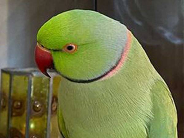 あのジブリキャラとインコが見つめ合う写真が話題に　「ゲラゲラ笑ってる」「似たもの同士…？」