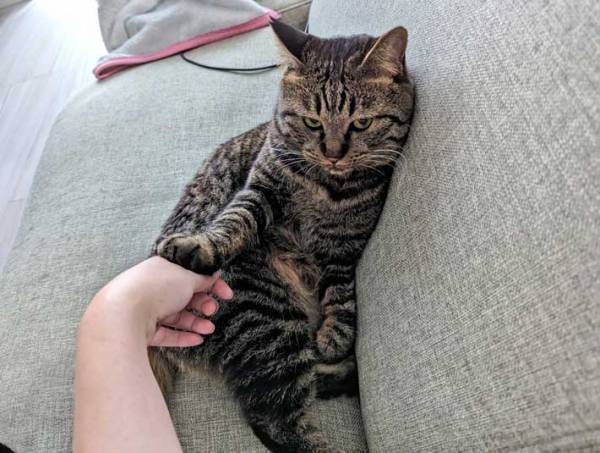 「あの、すいません…」　ムッとしながら飼い主に断りを入れる猫