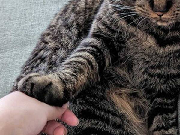 「あの、すいません…」　ムッとしながら飼い主に断りを入れる猫