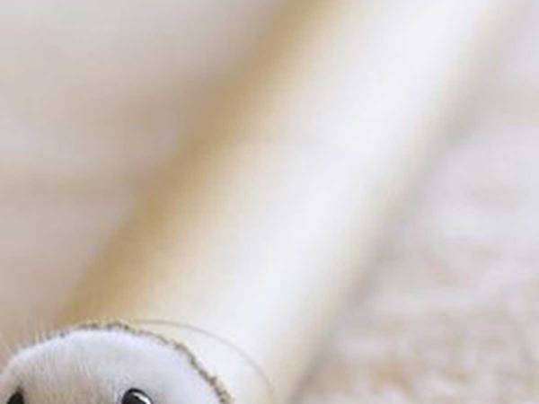 「かわいい！」「笑った！」　筒の中から出てきたのは、意外な動物…！？