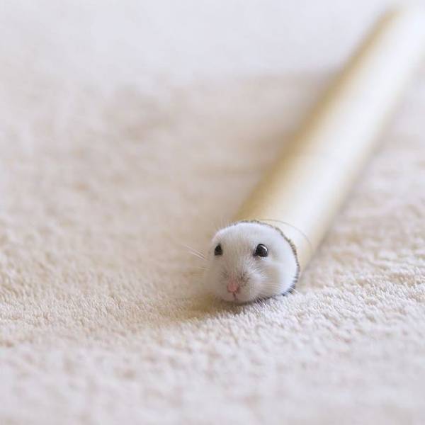 「かわいい！」「笑った！」　筒の中から出てきたのは、意外な動物…！？