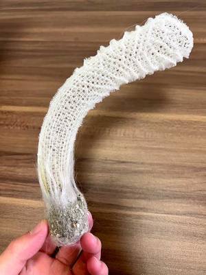 「多分、一般正解率は１％」　写真に写る『生物』、あなたは分かりますか