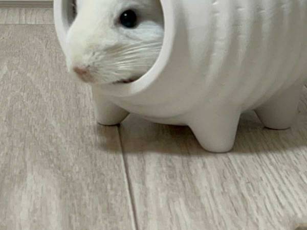 蚊もメロメロに！？　日本で発見された『新種の動物』に「かわいい」の声続々