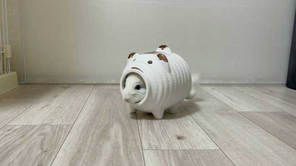 蚊もメロメロに！？　日本で発見された『新種の動物』に「かわいい」の声続々