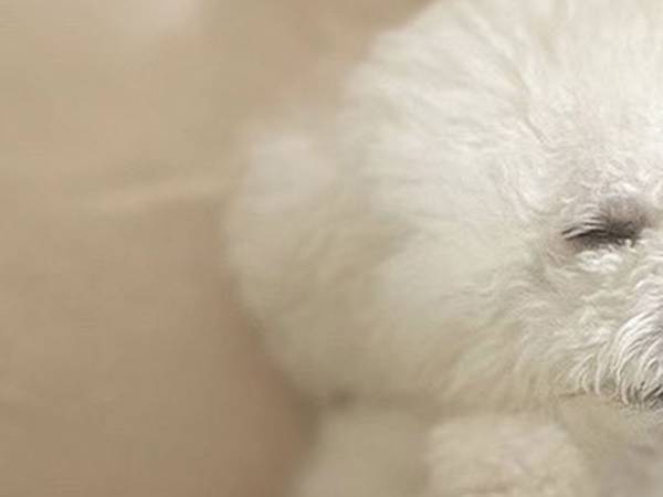 「犬はね、そうやって寝ないんですよ」　愛犬の寝相に、飼い主は目を疑った…