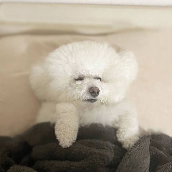 「犬はね、そうやって寝ないんですよ」　愛犬の寝相に、飼い主は目を疑った…