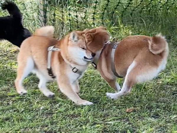 ドッグランで柴犬が大変なことに！？　はしゃぎすぎたあまり、お顔が…