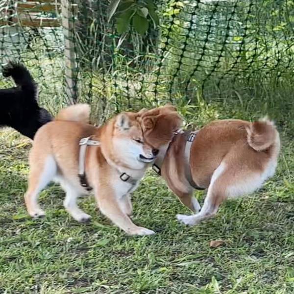 ドッグランで柴犬が大変なことに！？　はしゃぎすぎたあまり、お顔が…