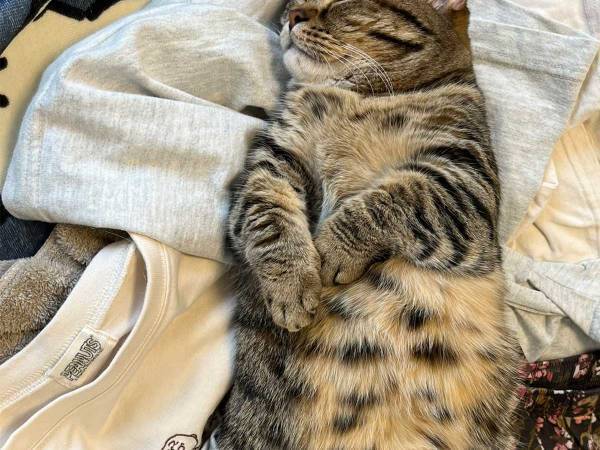 洗濯物が畳めなくなった理由に８万『いいね』　上に寝転がっていたのは？