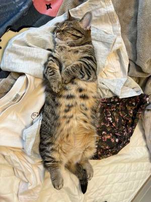 洗濯物が畳めなくなった理由に８万『いいね』　上に寝転がっていたのは？