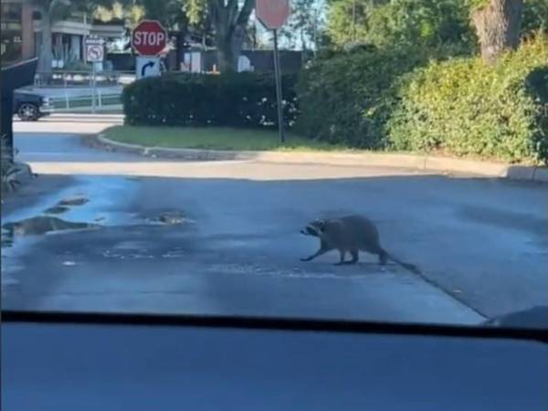 「常連さんに違いない！」　ドライブスルーに現れたアライグマ　すると店員が…？