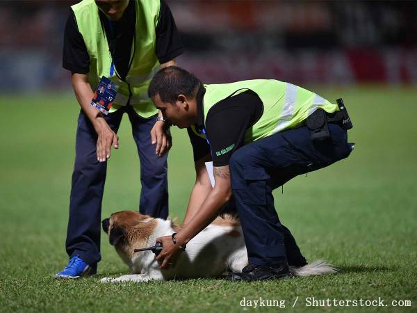 サッカーの試合中に『乱入者』が現れた　なのに観客から拍手喝采を浴びたワケは？