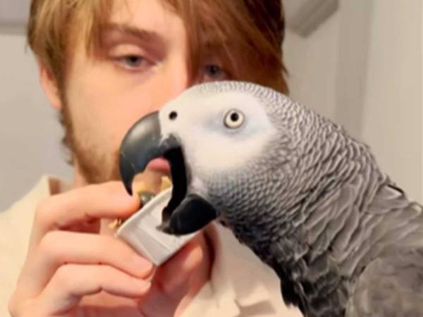 驚きの正解率！　インコに「何で出来ているでしょうか」と聞くと？