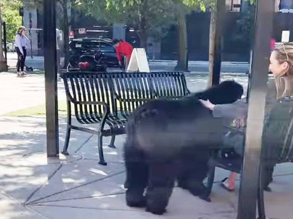 飼い主とドッグランに来ても遊ばない犬　到着すると、いつもやることは？