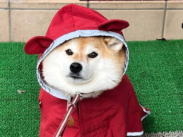レインコートを着て、準備万端…のはずが？　柴犬の表情に「かわいい」「分かるよぉ」
