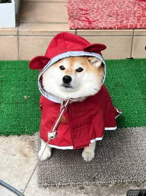 レインコートを着て、準備万端…のはずが？　柴犬の表情に「かわいい」「分かるよぉ」