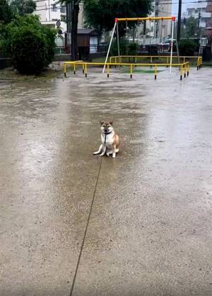 悲しいことでもあったの？　思わず心配になる柴犬の様子がこちら！