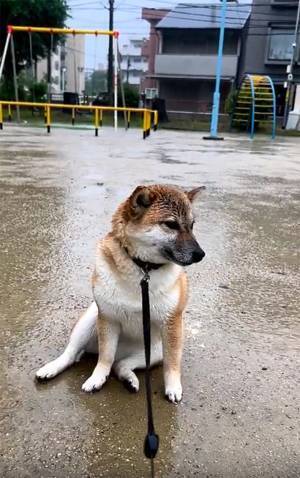 悲しいことでもあったの？　思わず心配になる柴犬の様子がこちら！