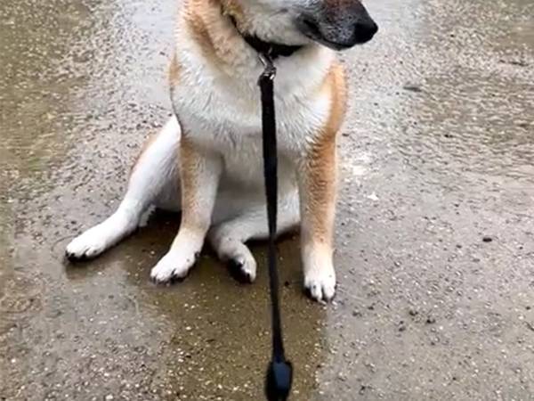 悲しいことでもあったの？　思わず心配になる柴犬の様子がこちら！