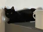 カフェにいる看板猫の「いらっしゃいませ！」が独特　動物のお客さんが来ると…？