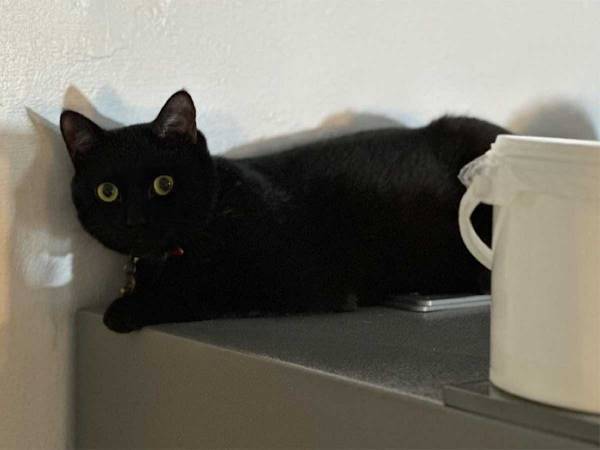 カフェにいる看板猫の「いらっしゃいませ！」が独特　動物のお客さんが来ると…？