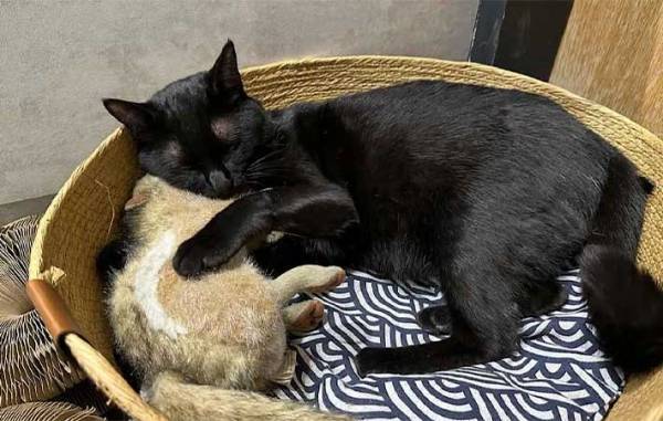 カフェにいる看板猫の「いらっしゃいませ！」が独特　動物のお客さんが来ると…？