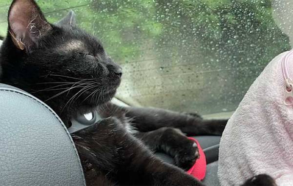 カフェにいる看板猫の「いらっしゃいませ！」が独特　動物のお客さんが来ると…？