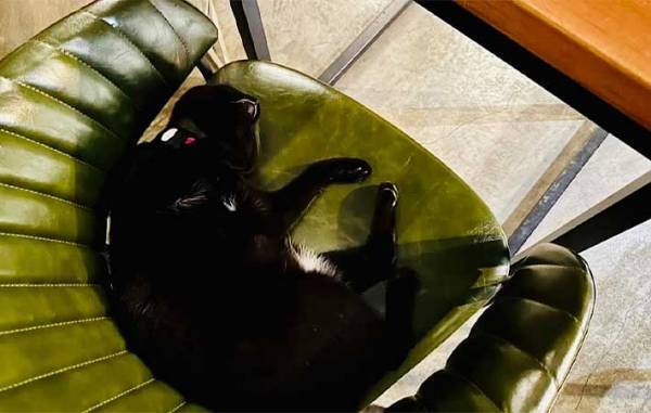 カフェにいる看板猫の「いらっしゃいませ！」が独特　動物のお客さんが来ると…？