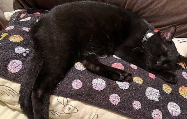 カフェにいる看板猫の「いらっしゃいませ！」が独特　動物のお客さんが来ると…？