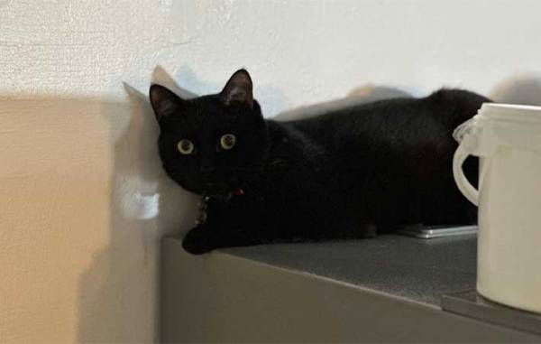 カフェにいる看板猫の「いらっしゃいませ！」が独特　動物のお客さんが来ると…？