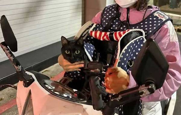 カフェにいる看板猫の「いらっしゃいませ！」が独特　動物のお客さんが来ると…？