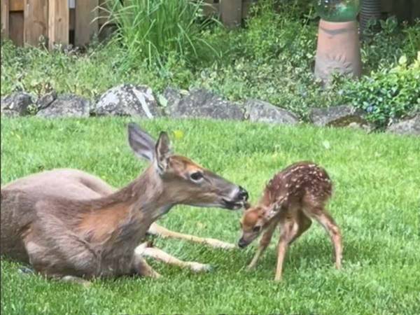 民家の庭でシカが出産　子ジカの誕生を喜んだ次の瞬間…？「言葉を失った」