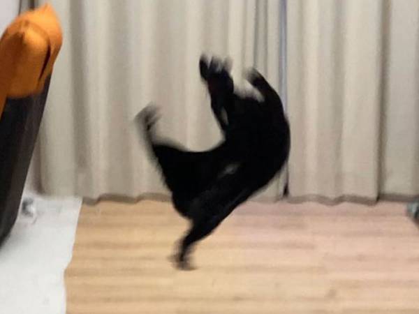 「何？」「猫じゃない」　ぬいぐるみをキャッチする黒猫　しかし、その姿があまりにも…