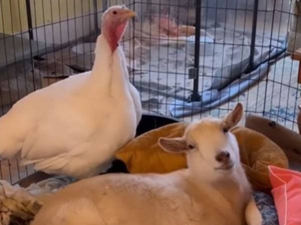 それぞれ悲しい過去を乗り越えた、ヤギと七面鳥　種を超えた友情に「感動して涙が…」